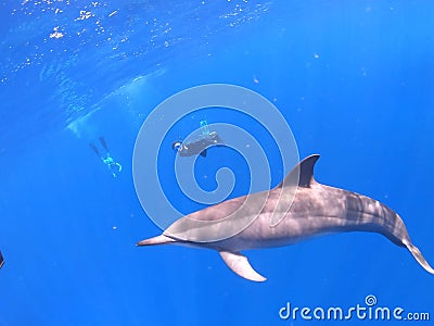 Freediving with Spinner Dolphins Stock Photo