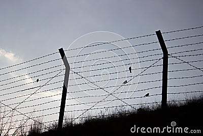 Freedom birds Stock Photo