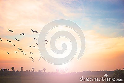 Free flight of birds at sunset background Stock Photo