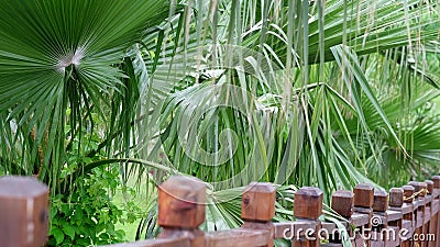 freedom concept green leaves foreground. close-up calm relaxing meditation peaceful. Stock Photo