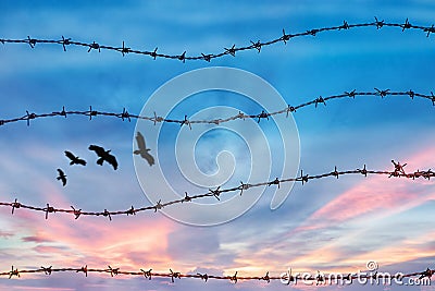 Freedom and human rights concept. silhouette of free bird flying in the sky behind barbed wire with sunset background Stock Photo