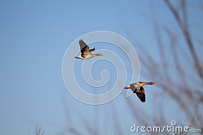 Freedom precious ducks in living life to its wide Stock Photo