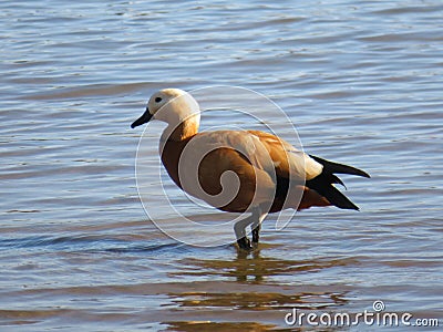 Freedom precious ducks in living life to its wide Stock Photo