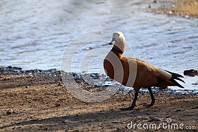 Freedom precious ducks in living life to its wide Stock Photo