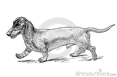 Sketch of funny walking dachshund Vector Illustration