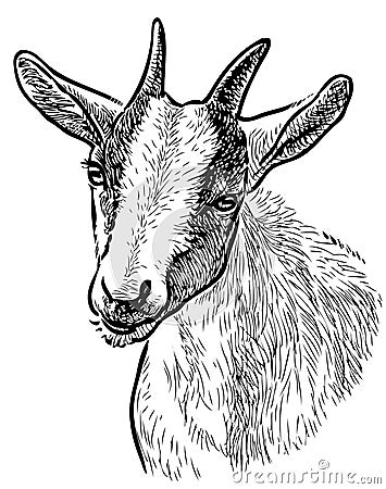 Freehand drawing of head young goat Vector Illustration