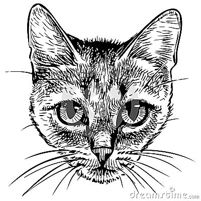 Freehand drawing of portrait small domestic kitten Vector Illustration