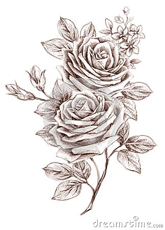 Freehand Drawing Rose 01 Stock Photos Image 19168693