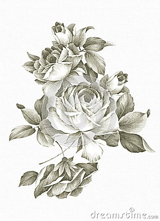 Freehand drawing rose. Stock Photo