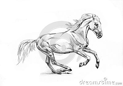 Freehand horse head pencil drawing Cartoon Illustration