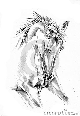 Freehand horse head pencil drawing Cartoon Illustration