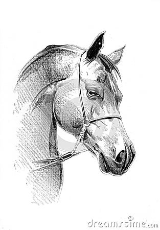 Freehand horse head pencil drawing Stock Photo