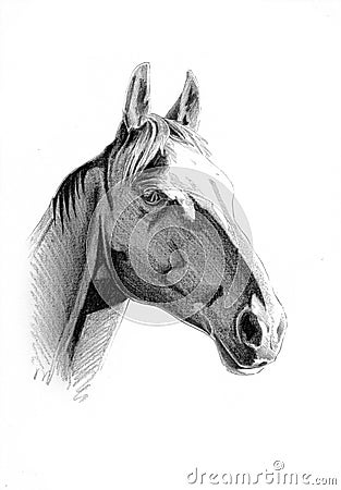 Freehand horse head pencil drawing Stock Photo