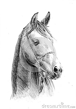 Freehand horse head pencil drawing Stock Photo