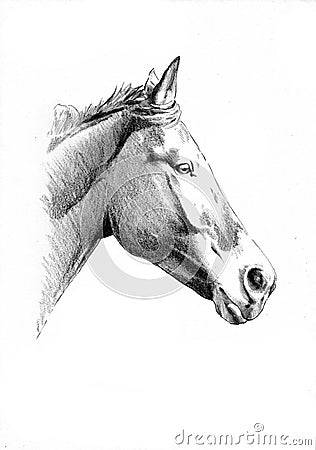 Freehand horse head pencil drawing Stock Photo