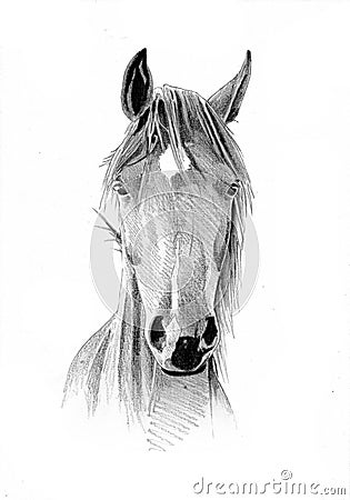 Freehand horse head pencil drawing Stock Photo