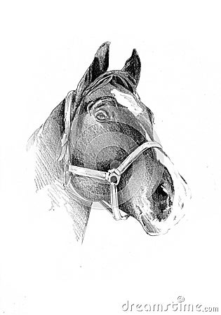 Freehand horse head pencil drawing Stock Photo