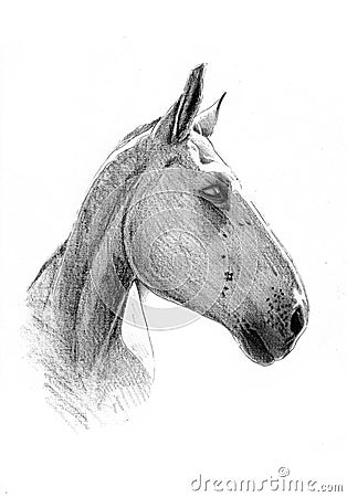 Freehand horse head pencil drawing Stock Photo