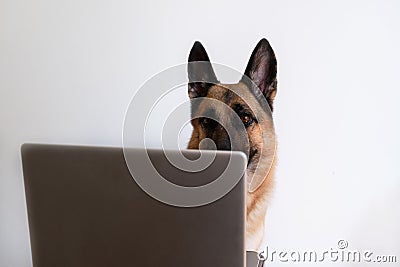 Freelance dog. German shepherd is sitting with a laptop on a white background and studying new technologies. Remote work from home Stock Photo