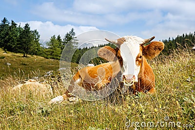 Freely grazing cow on an idyllic mountain pasture Stock Photo