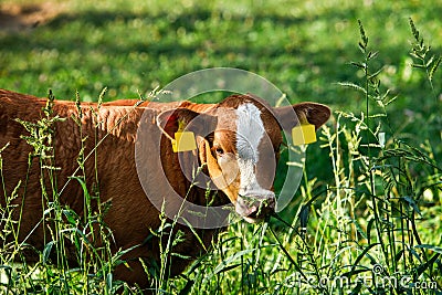 Freely grazing cow Stock Photo