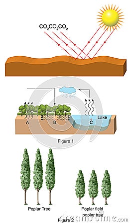 Physics - carbon cycle and tree species Cartoon Illustration