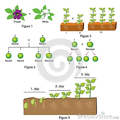 Biology - Question and Answer template Vector Illustration