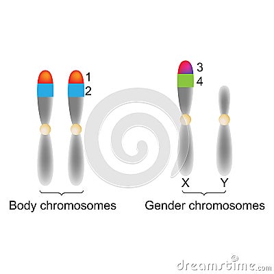 Biology - Body and Gender Choromosomes Cartoon Illustration