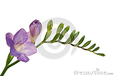 Freesia flower isolated on white Stock Photo