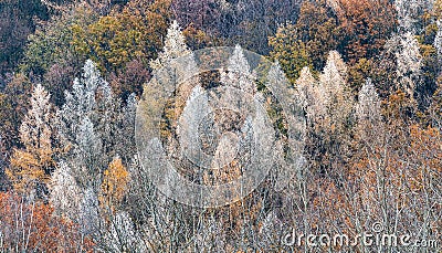 Freeze autumn foliage tree forest texture background. Czech landscape Stock Photo