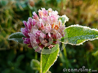 Freeze detail nature purple wild flower Stock Photo