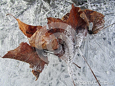 Freeze leaves Stock Photo