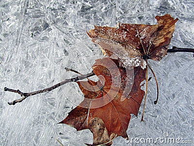 Freeze leaves Stock Photo