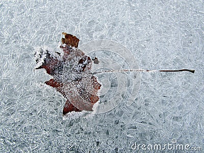 Freeze leaves Stock Photo