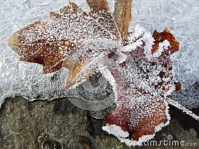 Freeze leaves Stock Photo