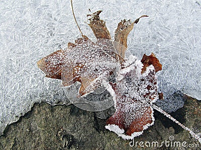 Freeze leaves Stock Photo