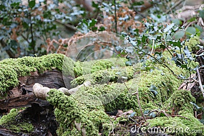 Freezing and muddy winter landscapes in England Stock Photo