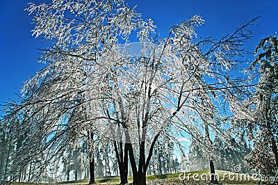 Freezing Rain Stock Photo