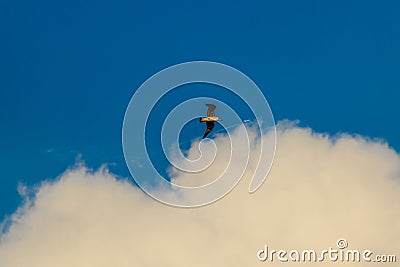 Fregat bird birds flock are flying around with blue sky clouds background. Stock Photo