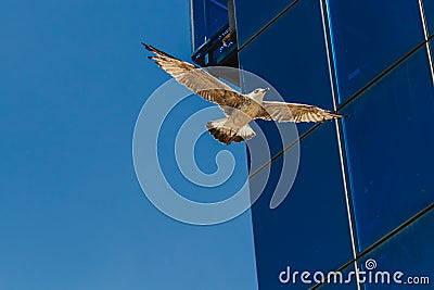 Fregat bird birds flock are flying around with blue sky clouds background. Stock Photo