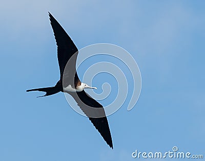 Fregat bird flying around with blue sky in galapagos island ecuador Stock Photo