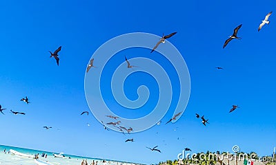 Fregat birds flock feeding on the beach on Holbox Mexico Stock Photo