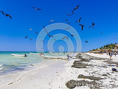 Fregat birds flock feeding on the beach on Holbox Mexico Editorial Stock Photo