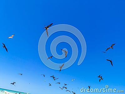 Fregat birds flock feeding on the beach on Holbox Mexico Stock Photo