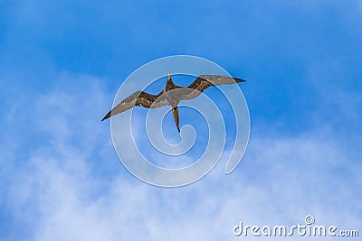 Fregat birds flock fly blue sky clouds background in Mexico Stock Photo