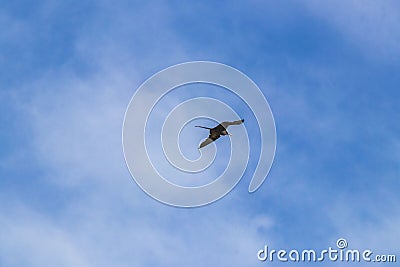 Fregat birds flock fly blue sky clouds background in Mexico Stock Photo