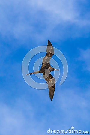 Fregat birds flock fly blue sky clouds background in Mexico Stock Photo