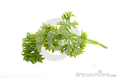 Freh parsley ,herb and spice Stock Photo