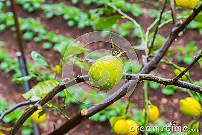 Frehs lemons on a lemontree (majorca) Stock Photo