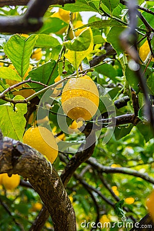 Frehs lemons on a lemontree (majorca) Stock Photo